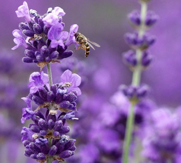 4 Phenomenal Lavender Plants in 4 Inch Pots Tanzania