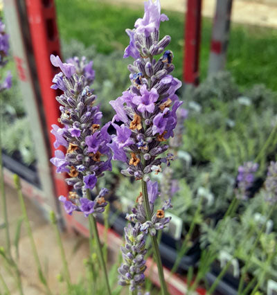 L+ Findlavender Lavandula Anuk French Lavender (2.5QT Size Pot, Bee  Friendly, 1 Live Plant)