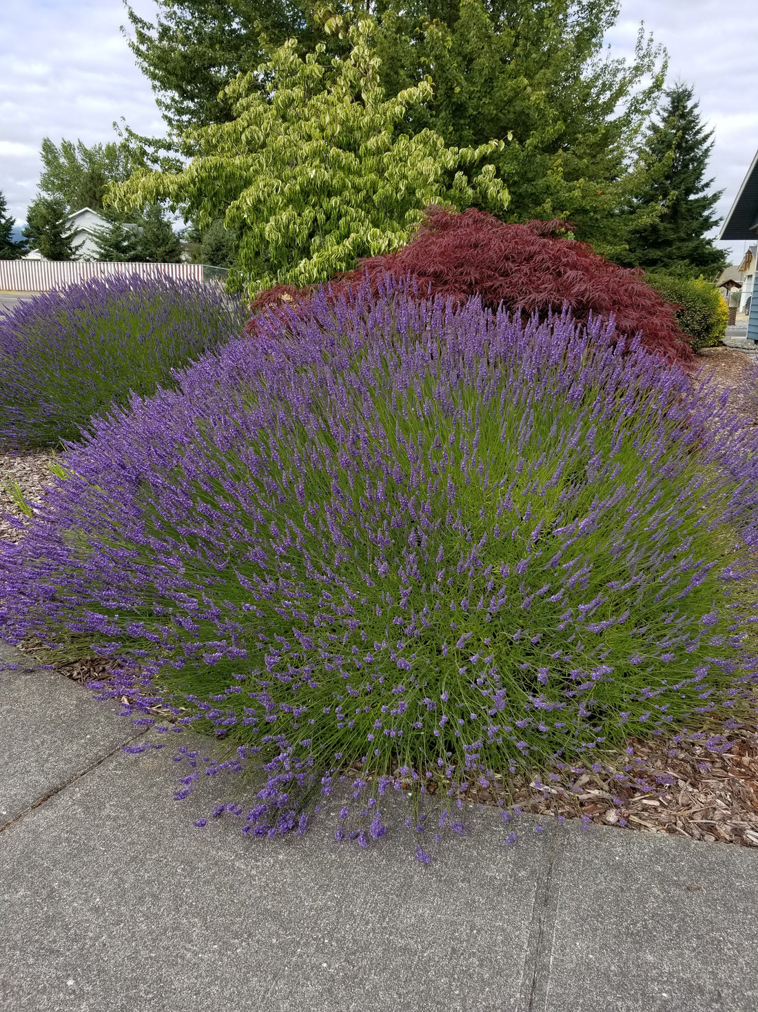 Lavender Plant Grosso 2.5QT Size Pots