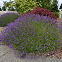 Lavender Plant Grosso 2.5QT Size Pots