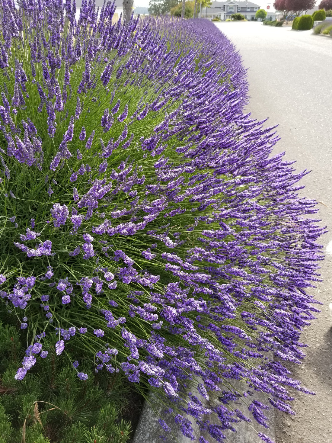 Lavender Plant Grosso 2.5QT Size Pots