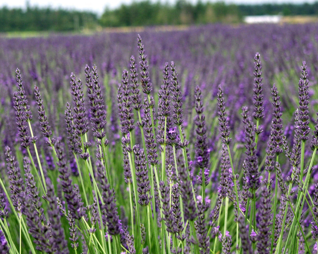 Lavender Grosso 3.5" Size Pot - Findlavender