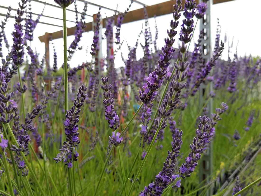 Lavender Phenomenal 2.5QT Size Pot