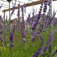 Lavender Phenomenal 2.5QT Size Pot