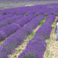 Lavender Phenomenal 2.5QT Size Pot