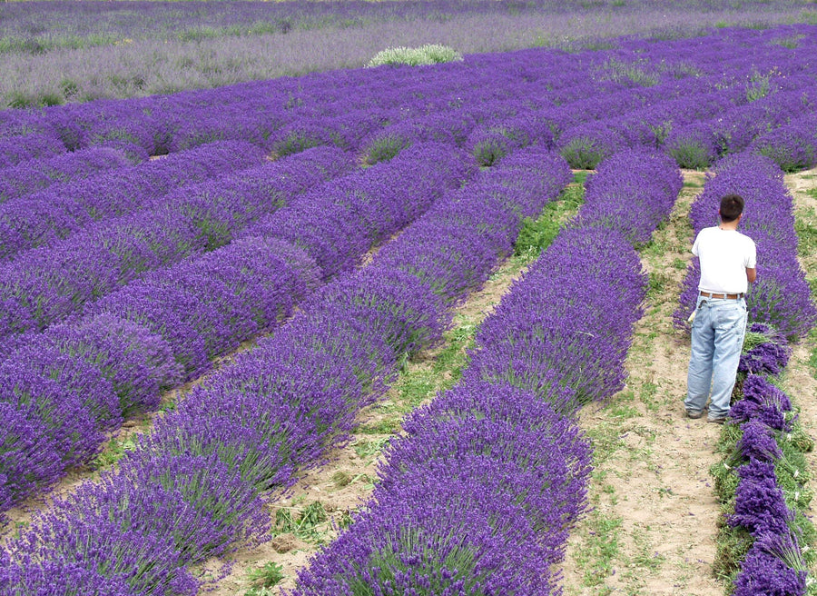 Lavender Phenomenal 2.5QT Size Pot