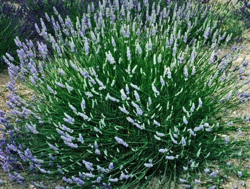 Lavender French Provence - 3.5" Size Pot - Findlavender