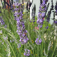 Lavender Phenomenal 2.5QT Size Pot