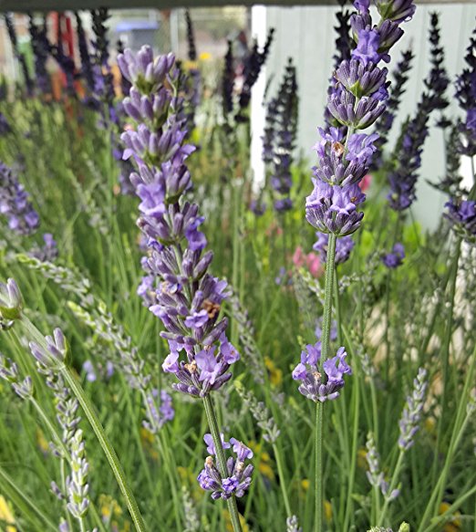 Lavender Phenomenal 2.5QT Size Pot