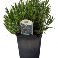 Lavender Angustifolia Munstead - 2.5QT Size Pot