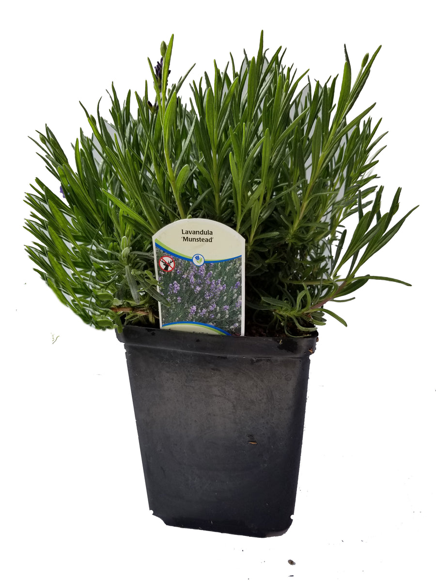 Lavender Angustifolia Munstead - 2.5QT Size Pot