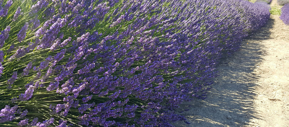 Lavender French Provence - 3.5" Size Pot - Findlavender