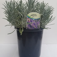 Lavender Phenomenal 2.5QT Size Pot