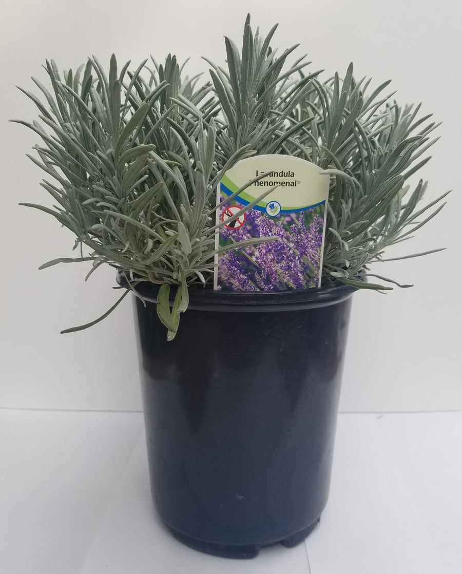 Lavender Phenomenal 2.5QT Size Pot