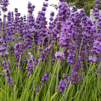 Lavender Angustifolia Munstead - 2.5QT Size Pot