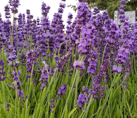 Lavender Angustifolia Munstead - 2.5QT Size Pot