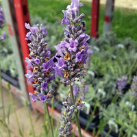 Lavender French Provence - 3.5" Size Pot - Findlavender